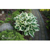 Funkia 'Patriot' | Hosta