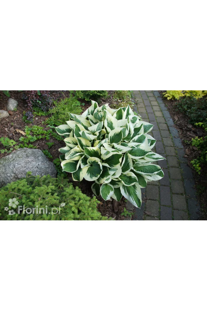 Funkia 'Patriot' | Hosta