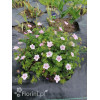 Bodziszek czerwony 'Vision Pink' | Geranium sanguineum