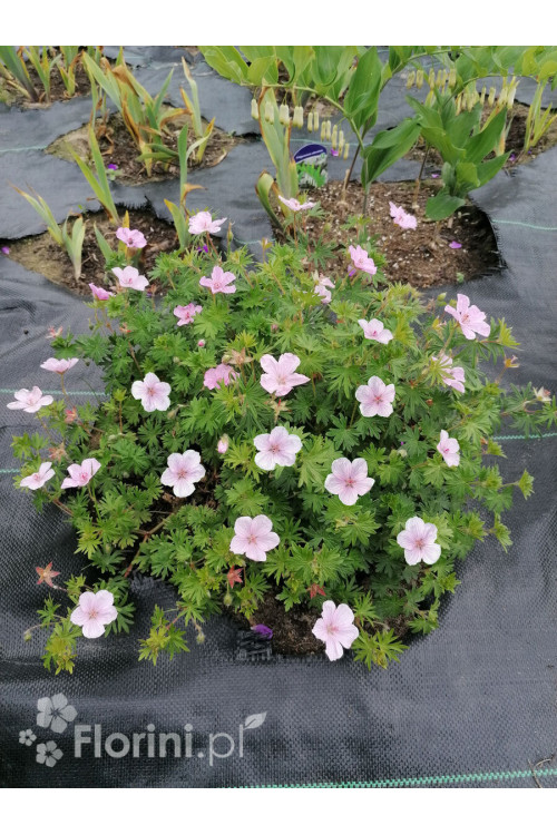 Bodziszek czerwony 'Vision Pink' | Geranium sanguineum