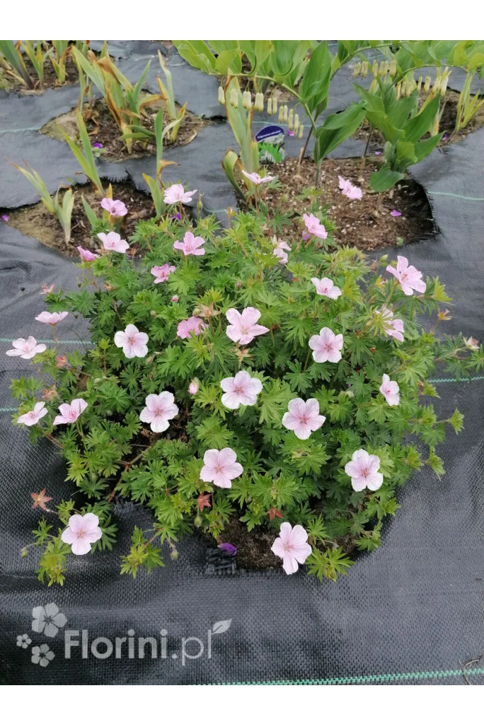 Bodziszek czerwony 'Vision Pink' | Geranium sanguineum