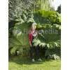 Gunnera olbrzymia Gunnera manicata