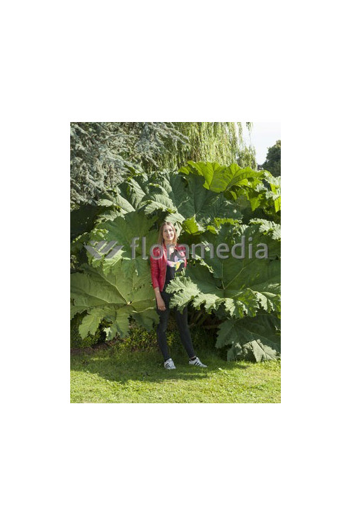 Gunnera olbrzymia Gunnera manicata