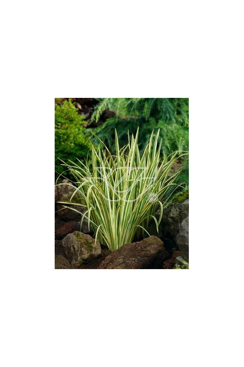 Kosaciec (Irys) mieczolistny 'Variegata' Iris ensata