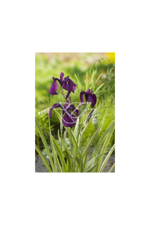 Kosaciec (Irys) mieczolistny 'Variegata' Iris ensata