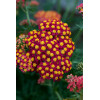 Krwawnik pospolity 'Paprika' | Achillea millefolia