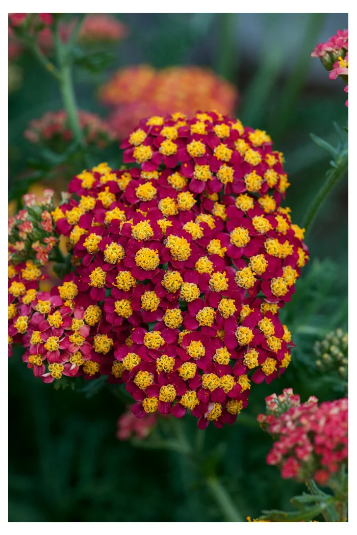 Krwawnik pospolity 'Paprika' | Achillea millefolia