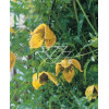 Powojnik tangucki 'Bill MacKenzie' | Clematis tangutica