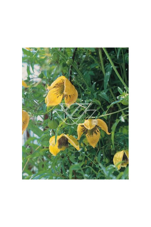 Powojnik tangucki 'Bill MacKenzie' | Clematis tangutica