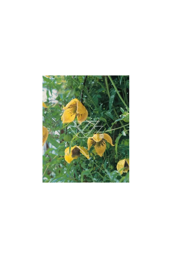 Powojnik tangucki 'Bill MacKenzie' | Clematis tangutica