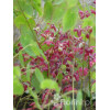 Epimedium 'Roseum' Epimedium youngianum