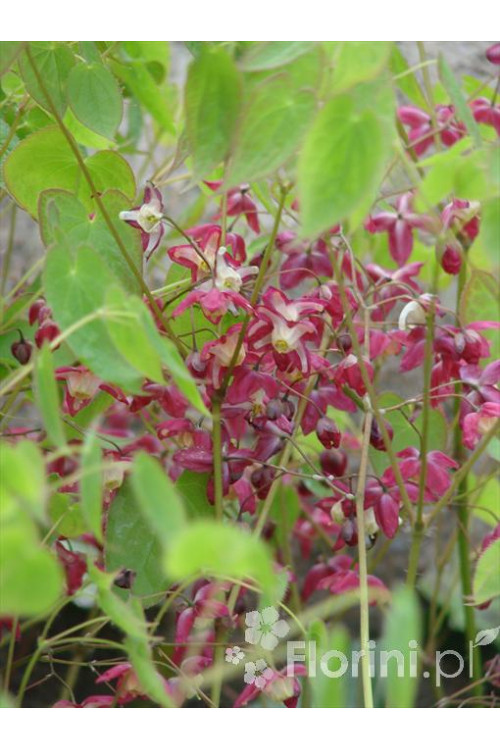 Epimedium 'Roseum' Epimedium youngianum
