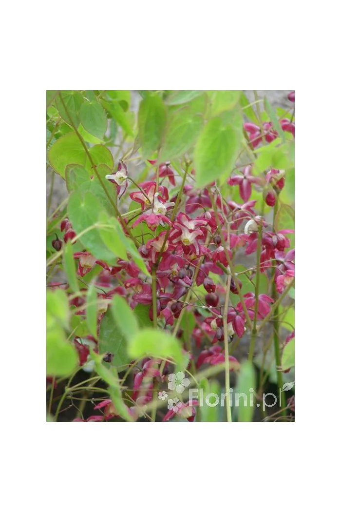 Epimedium 'Roseum' Epimedium youngianum