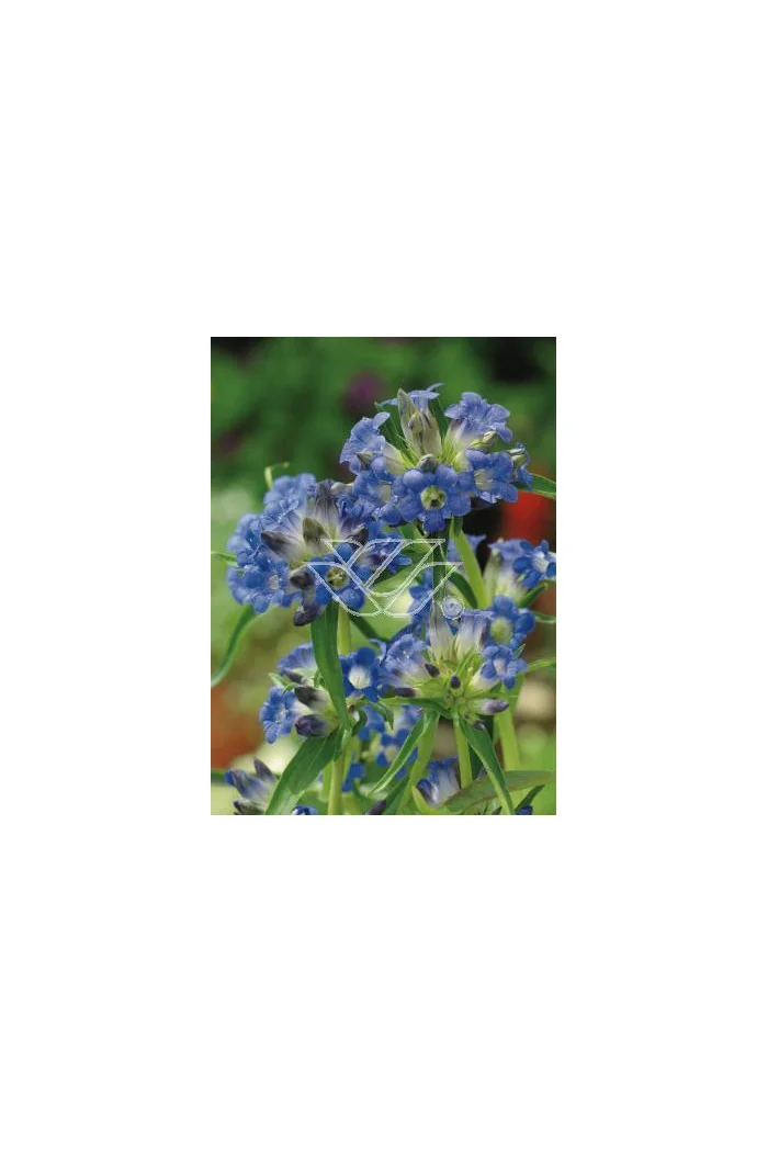 Goryczka dahurska Gentiana dahurica