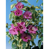 Ketmia syryjska - Hibiskus 'Purpureus Vatiegatus' Hibiscus syriacus