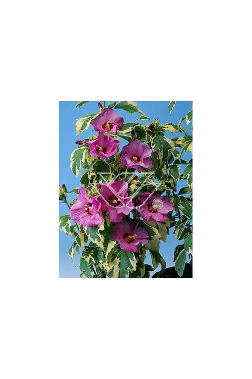 Ketmia syryjska - Hibiskus 'Purpureus Vatiegatus' Hibiscus syriacus