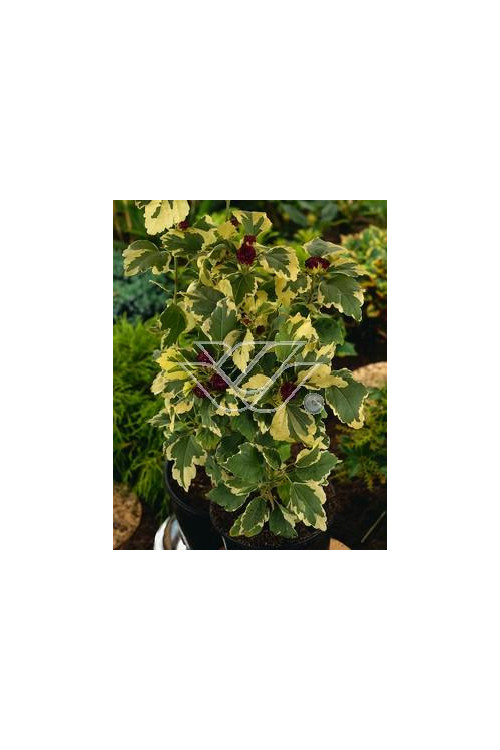 Ketmia syryjska - Hibiskus 'Purpureus Vatiegatus' Hibiscus syriacus