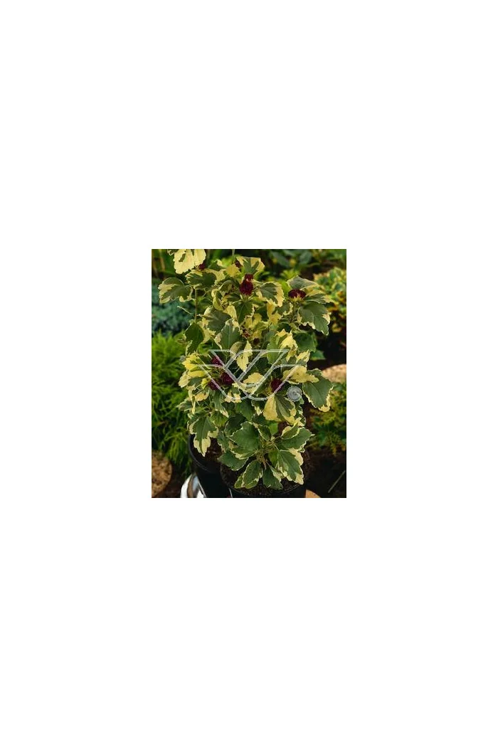 Ketmia syryjska - Hibiskus 'Purpureus Vatiegatus' Hibiscus syriacus