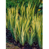 Kosaciec (Irys) żółty 'Variegata' | Iris pseudacorus