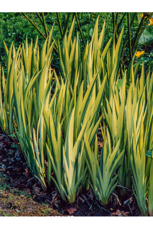 Kosaciec (Irys) żółty 'Variegata' | Iris pseudacorus