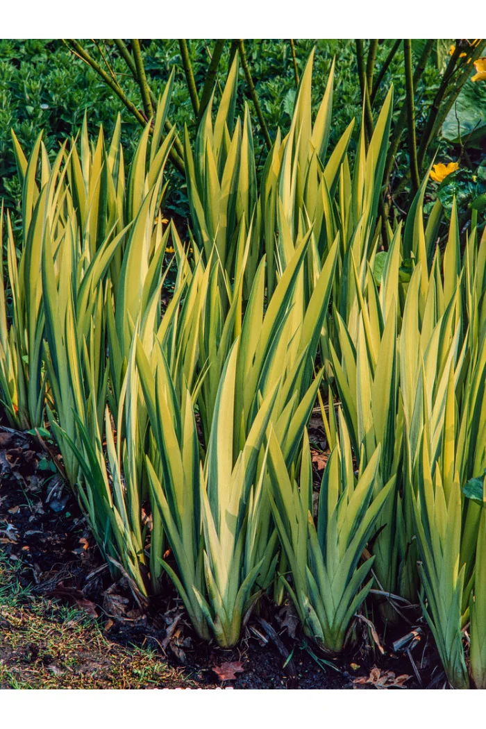 Kosaciec (Irys) żółty 'Variegata' | Iris pseudacorus