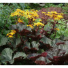 Języczka pomarańczowa 'Britt Marie Crawford' | Ligularia dentata
