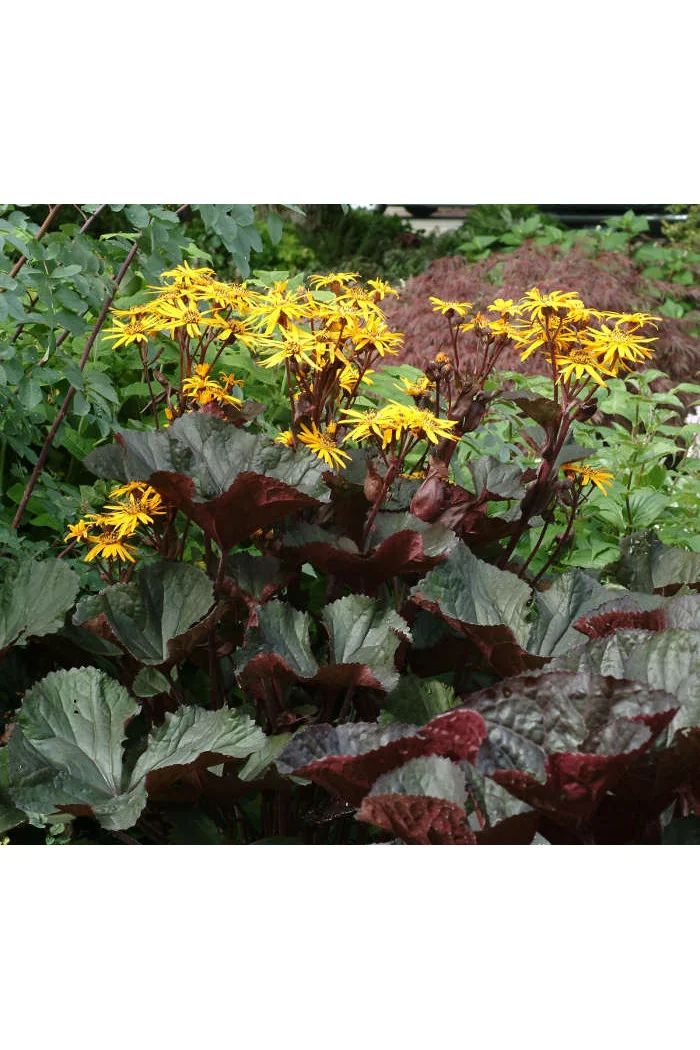 Języczka pomarańczowa 'Britt Marie Crawford' | Ligularia dentata