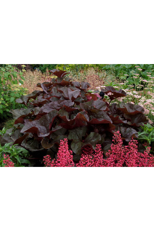 Języczka pomarańczowa 'Britt Marie Crawford' | Ligularia dentata