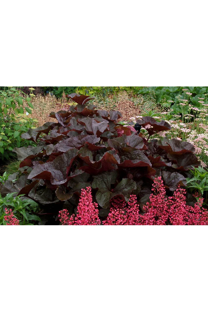 Języczka pomarańczowa 'Britt Marie Crawford' | Ligularia dentata