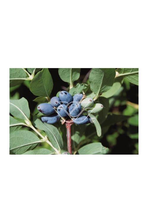 Jagoda kamczacka 'Czelabinka' | Lonicera kamtschatica