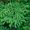 Adiantum stopowate 'Imbricatum' | Adiantum pedatum