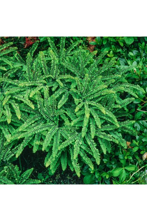 Adiantum stopowate 'Imbricatum' | Adiantum pedatum