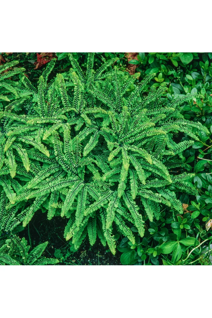 Adiantum stopowate 'Imbricatum' | Adiantum pedatum