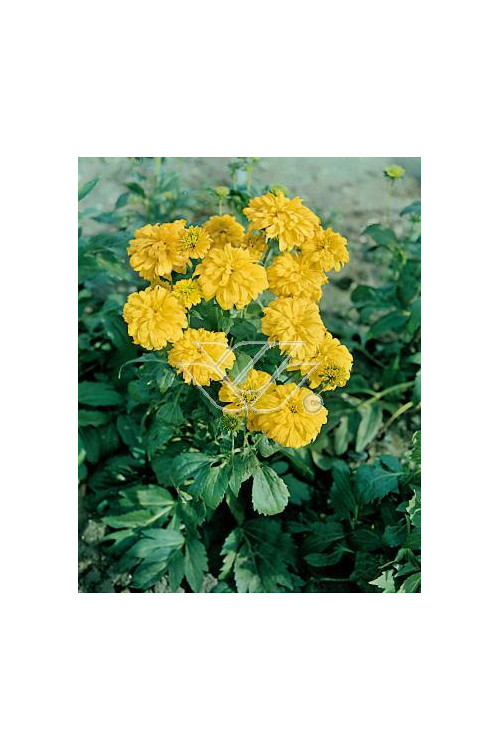 Rudbekia naga 'Goldquelle' Rudbeckia aciniata