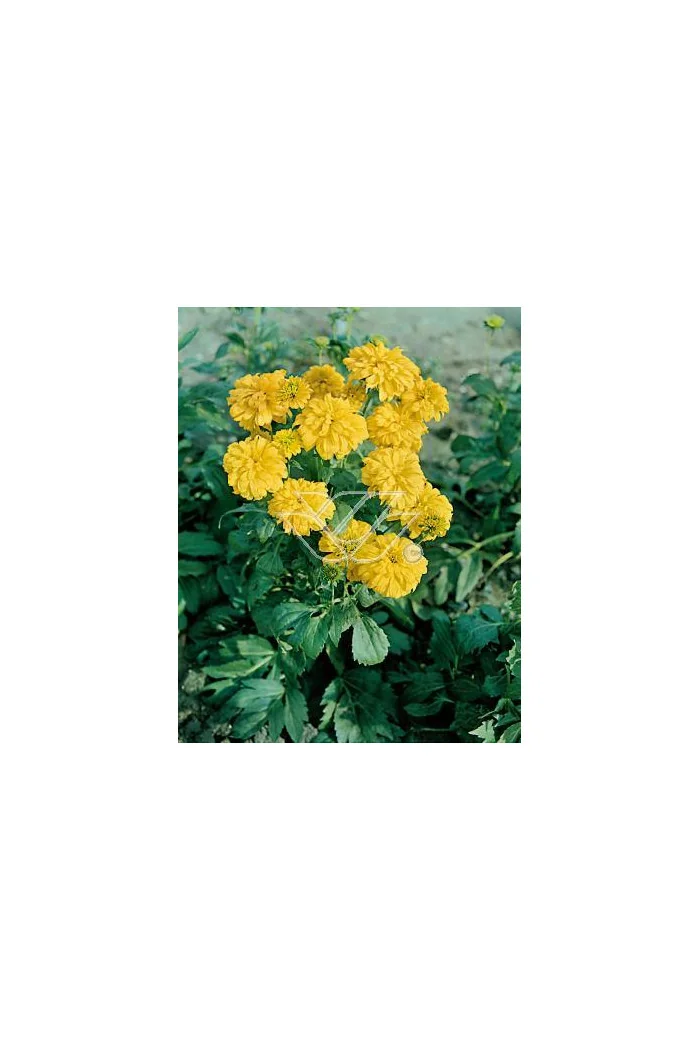 Rudbekia naga 'Goldquelle' Rudbeckia aciniata