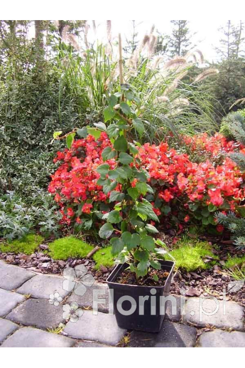 Przywarka japońska 'Roseum' | Schizophragma hydrangeoides