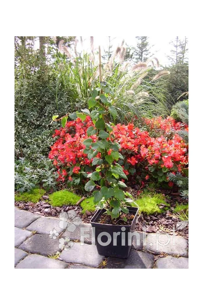 Przywarka japońska 'Roseum' | Schizophragma hydrangeoides