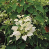 Przywarka japońska 'Roseum' | Schizophragma hydrangeoides