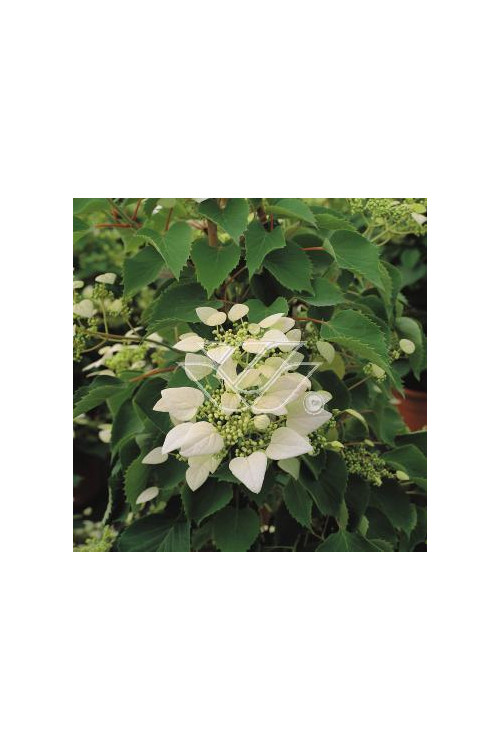 Przywarka japońska 'Roseum' | Schizophragma hydrangeoides