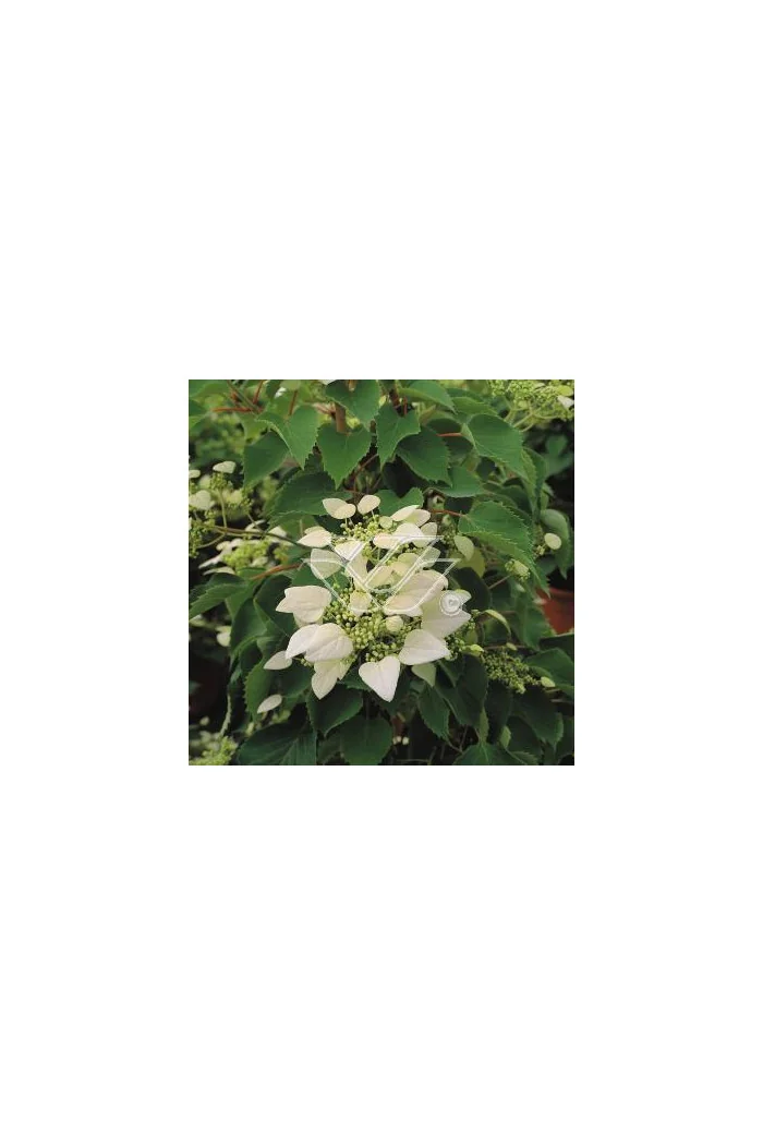 Przywarka japońska 'Roseum' | Schizophragma hydrangeoides