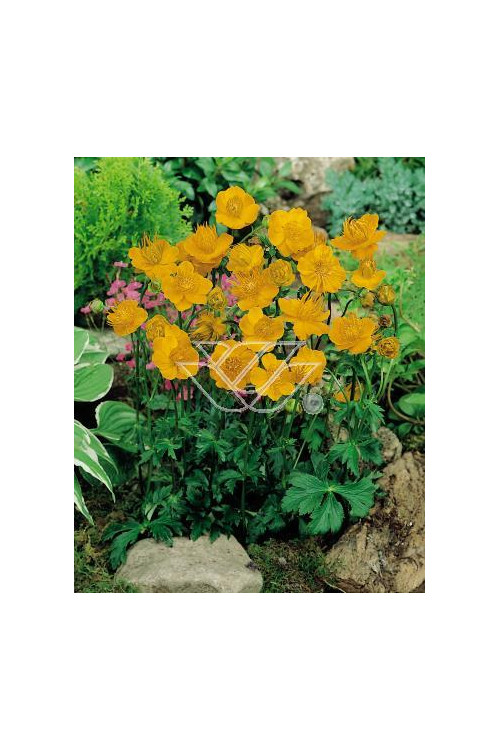 Pełnik chiński 'Goldkonigin' | Trollius chinensis