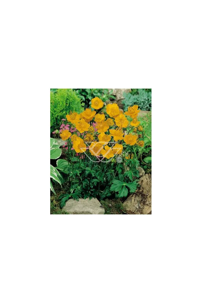 Pełnik chiński 'Goldkonigin' | Trollius chinensis