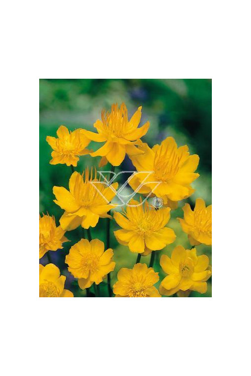 Pełnik chiński 'Goldkonigin' | Trollius chinensis