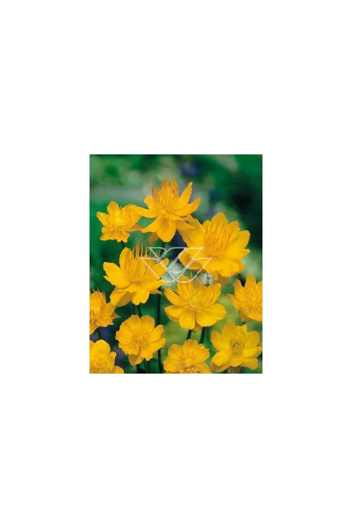 Pełnik chiński 'Goldkonigin' | Trollius chinensis
