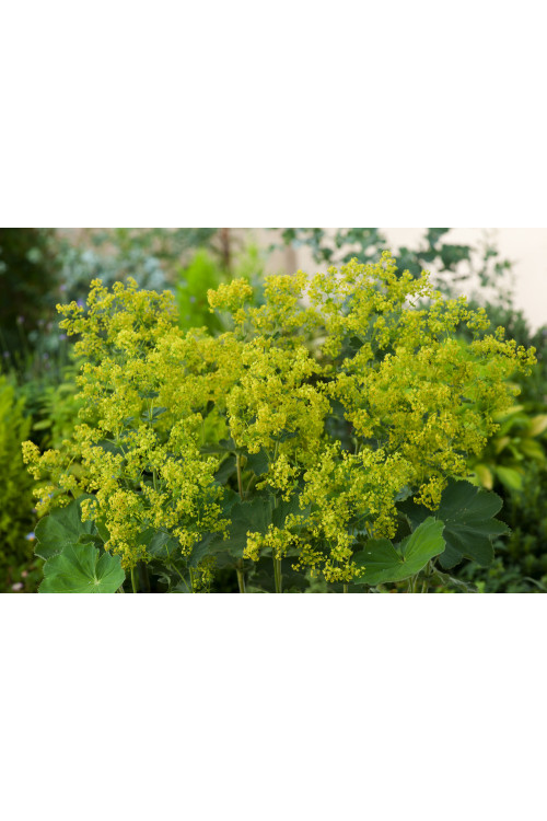 Przywrotnik ostroklapowy | Alchemilla molis