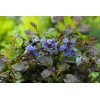 Dąbrówka 'Black Scallop' | Ajuga reptans