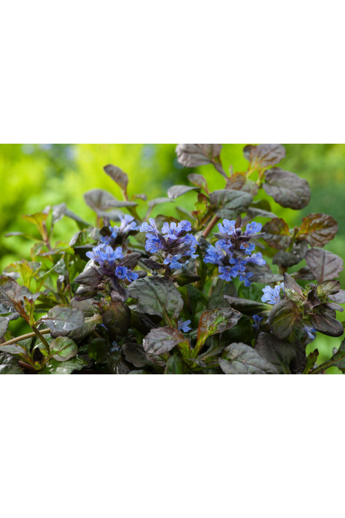 Dąbrówka 'Black Scallop' | Ajuga reptans