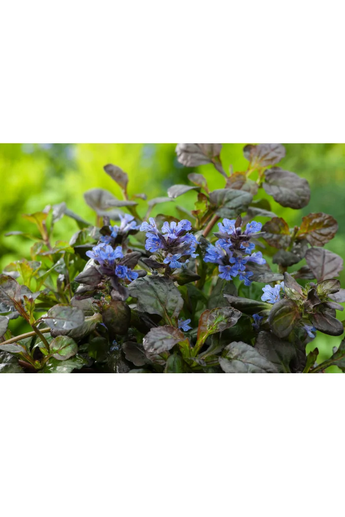 Dąbrówka 'Black Scallop' | Ajuga reptans