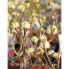 Fotergilla Gardena | Fothergilla gardenii