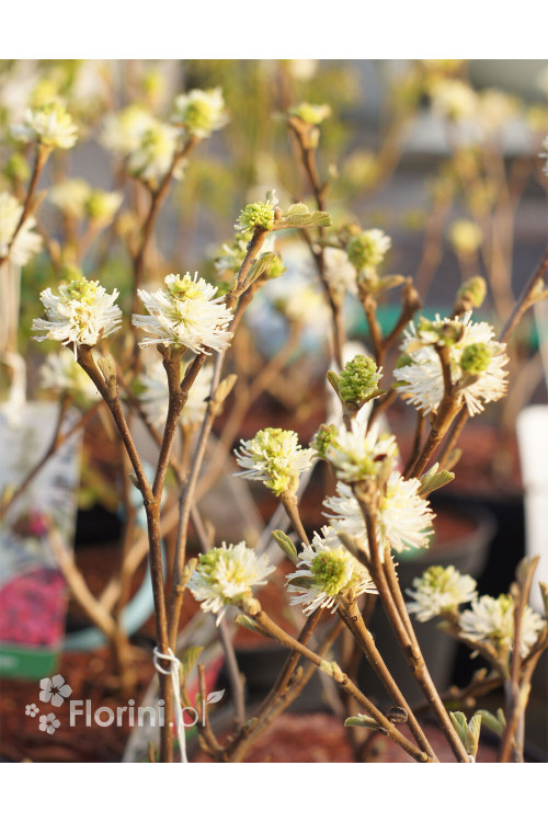 Fotergilla Gardena | Fothergilla gardenii